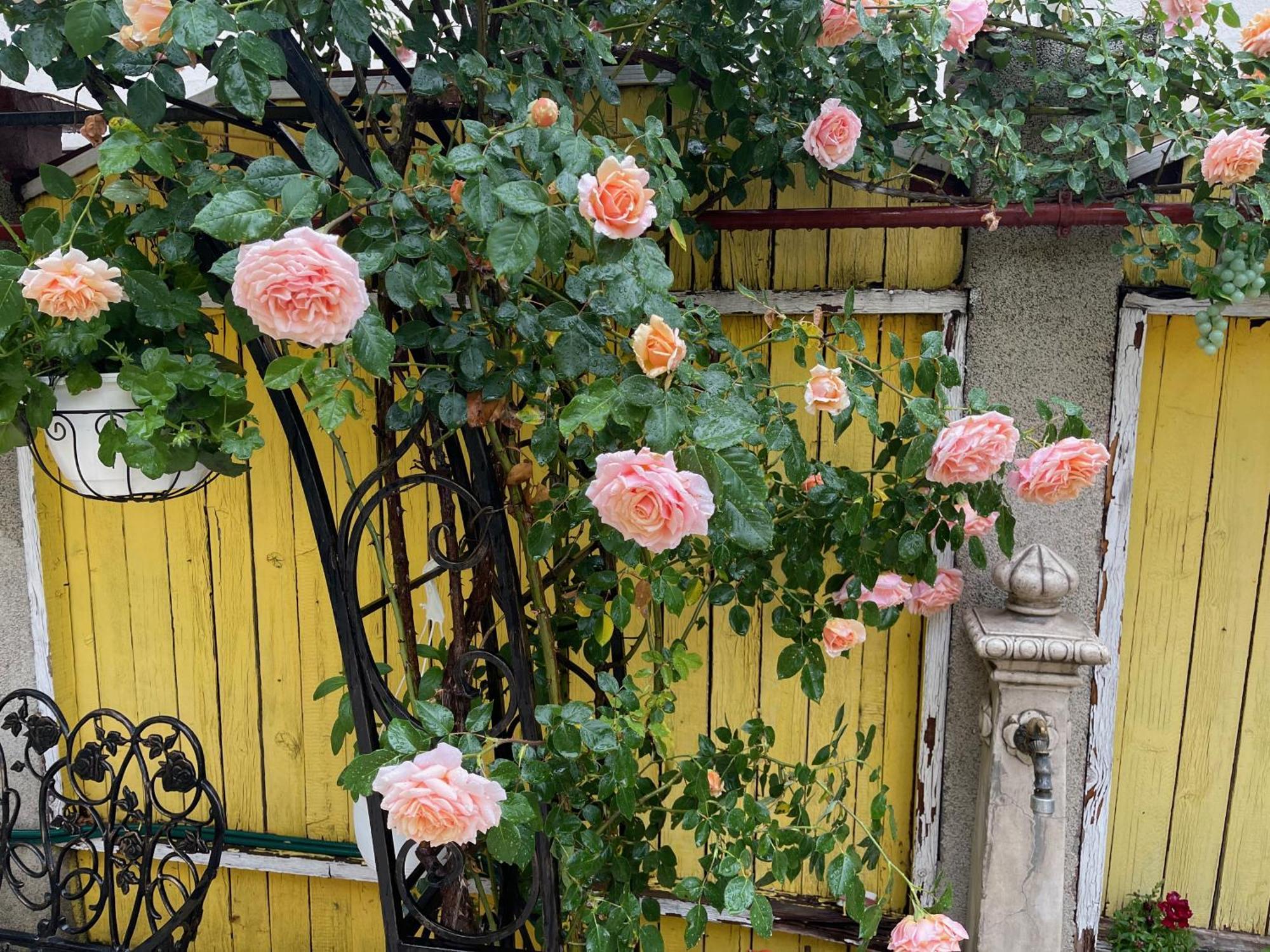 Luxurious Villa With Lush Garden And Huge Terrace Near Herastrau Park Bukarest Eksteriør billede